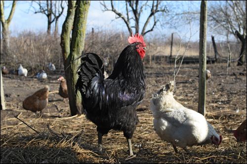 Hens in the yard of a hen house (licensed stock photo)